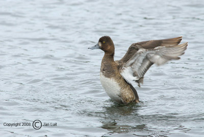 Lesser Scaup