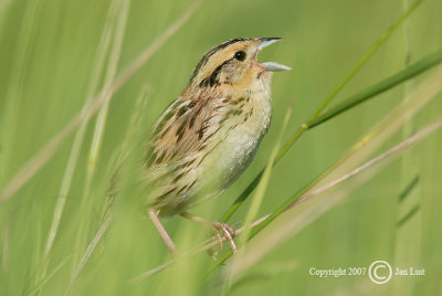 Le Conte's Sparrow