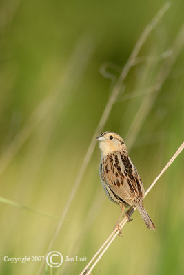 Le Conte's Sparrow