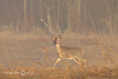 White-tailed Deer - Odocoileus virginianus - Witstaarthert 