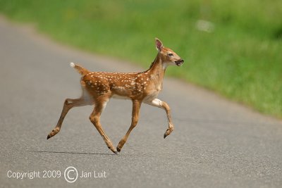 White-tailed Deer - Odocoileus virginianus - Witstaarthert 