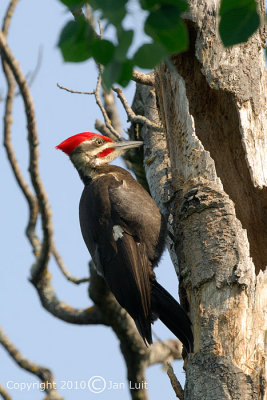 Pileated Woodpecker