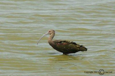 White-faced Ibis