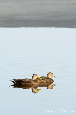 American Black Duck