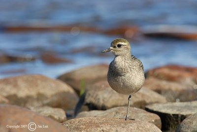 American Golden Plover - Pluvialis dominica - Amerikaanse Goudplevier