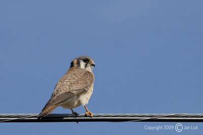 American Kestrel