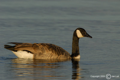 Canada Goose