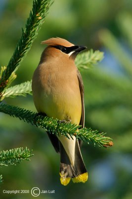 Cedar Waxwing