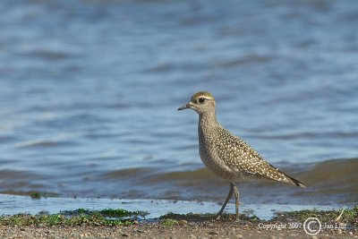 American Golden Plover - Pluvialis dominica - Amerikaanse Goudplevier