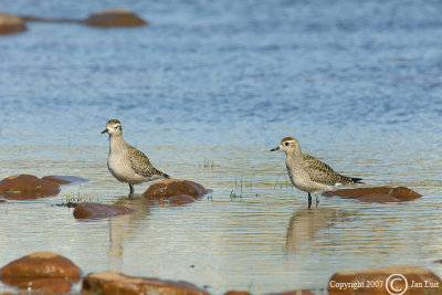 American Golden Plover - Pluvialis dominica - Amerikaanse Goudplevier