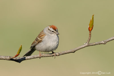 Chipping Sparrow