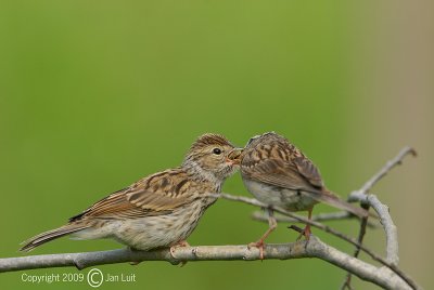 Chipping Sparrow