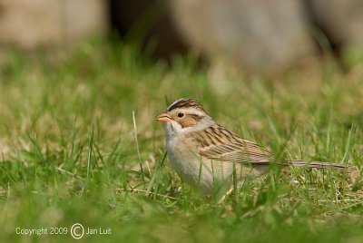Clay-colored Sparrow