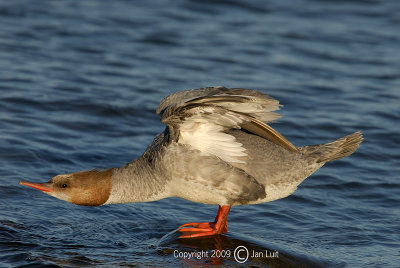 Common Merganser