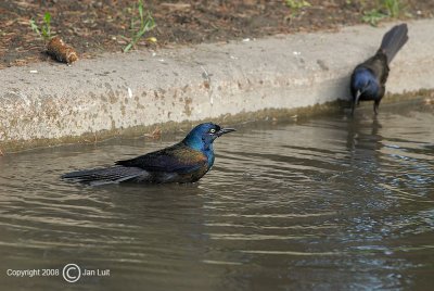 Common Grackle