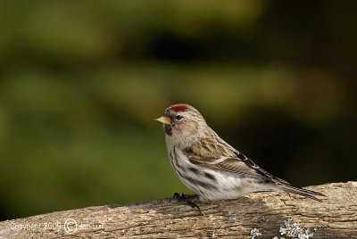 Common Redpoll