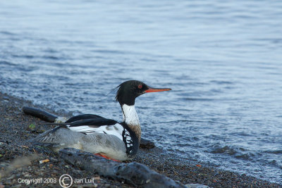 Red-breasted Merganser