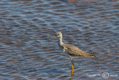 Greater Yellowlegs