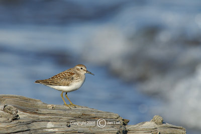 Least Sandpiper
