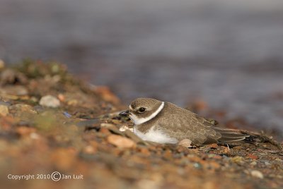 Semipalmated Plover