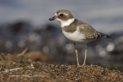 Semipalmated Plover