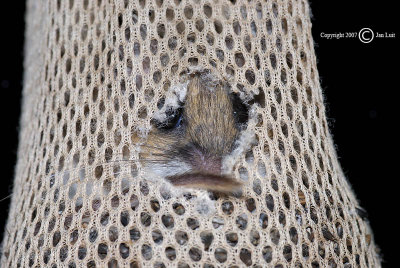 Deer Mouse