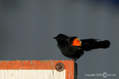 Red-winged Blackbird