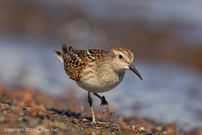 Least Sandpiper