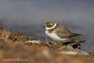Semipalmated Plover