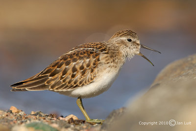 Least Sandpiper