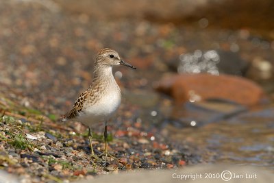 Least Sandpiper
