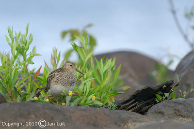 Pectoral Sandpiper