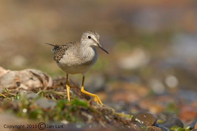 Lesser Yellowlegs
