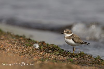 Semipalmated Plover
