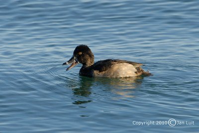 Lesser Scaup