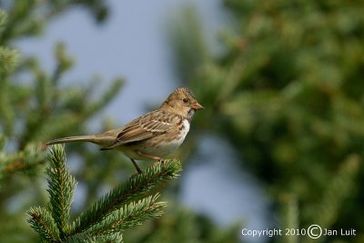 Harris's Sparrow