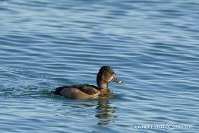 Lesser Scaup