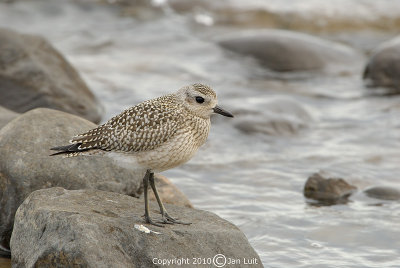 American Golden Plover - Pluvialis dominica - Amerikaanse Goudplevier