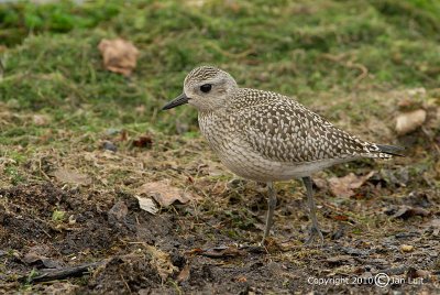 American Golden Plover - Pluvialis dominica - Amerikaanse Goudplevier