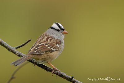 White-crowned Sparrow