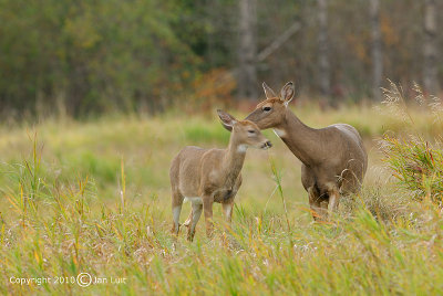 White-tailed Deer - Odocoileus virginianus - Witstaarthert 