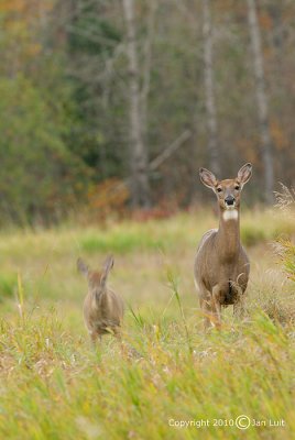 White-tailed Deer - Odocoileus virginianus - Witstaarthert 