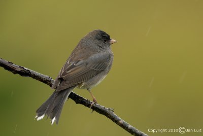 Dark-eyed Junco