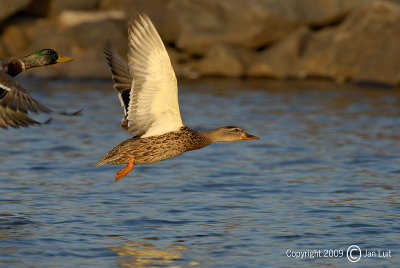 Mallard