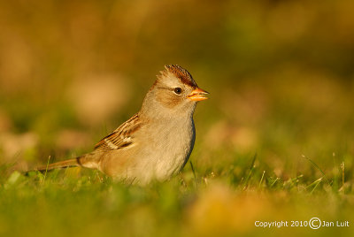White-crowned Sparrow