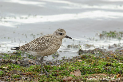 American Golden Plover - Pluvialis dominica - Amerikaanse Goudplevier