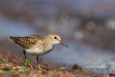 Least Sandpiper