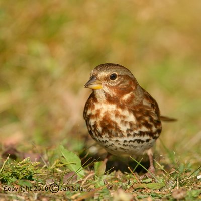 Fox Sparrow - Passerella iliaca - Roodstaartgors 
