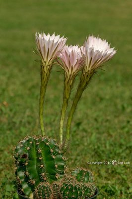 Echinopsis Eyriesii