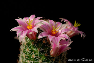 Mammillaria sheldonii